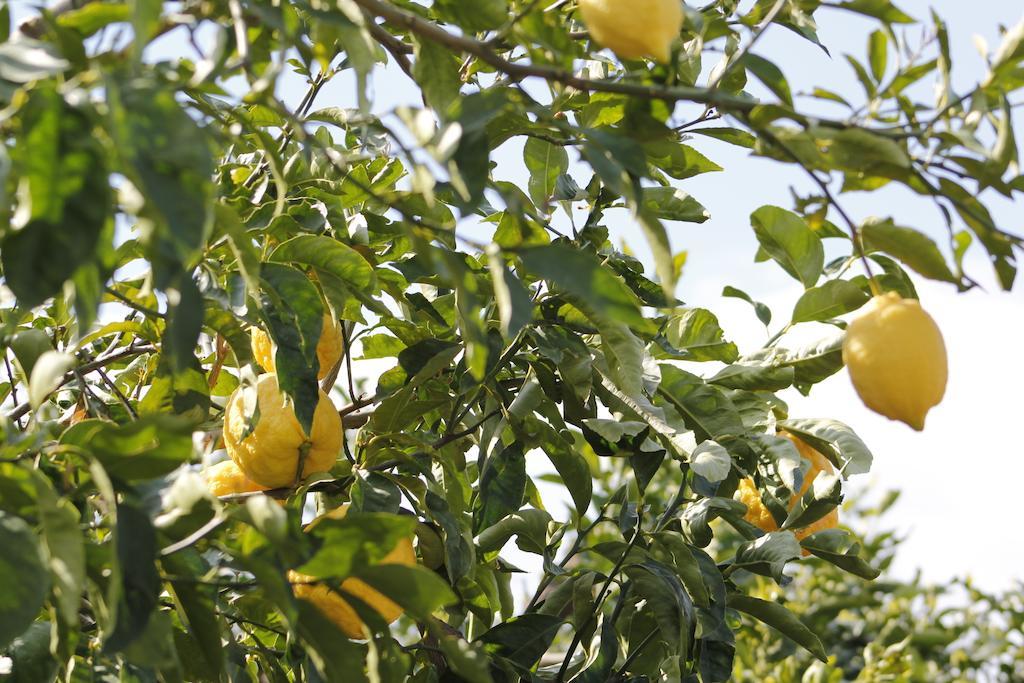 Ancelle Sorrento - Casa D'Accoglienza Hotel Castellammare di Stabia Kültér fotó